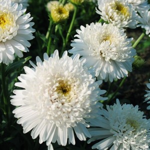 Саженец астры альпийская Блонди (Blondie)