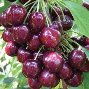 Саженец черешни колоновидной Сэм