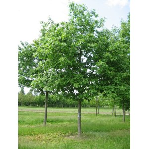 Саженец дуба Черешчатого 60-100 см