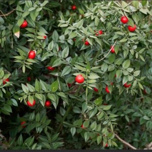 Саженец иглицы Колхидской