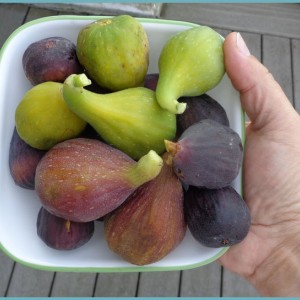 Саженцы инжира комплект из 3-х сортов (Смоковница, Долматский, Крымский черный)