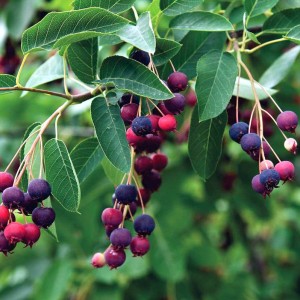 Саженец ирги Ламарка