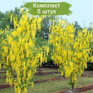 Саженцы бобовника Ватерера (Watereri) -  комплект 5 шт.