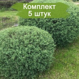 Саженцы ивы шаровидной Маяк -  комплект 5 шт.