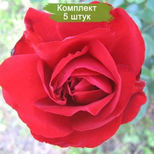 Саженцы розы флорибунды Лили Марлен (Lili Marleen) -  комплект 5 шт.