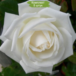 Саженцы чайно-гибридной розы Пьер Ардити (Pierre Arditi) -  комплект 5 шт.