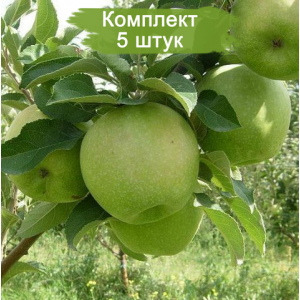 Саженцы Яблони Гренни Смит (Granny Smith) -  комплект 5 шт.