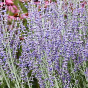 Саженец Перовскии лебедолистной Тоскующей