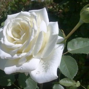 Саженец чайно-гибридной розы Пола Штерн (Polarstern)