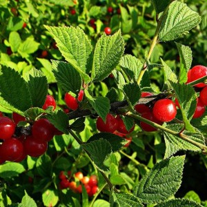 Саженец Вишни войлочной Натали Ранняя