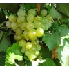 Виноград Галан