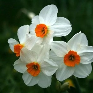 Луковица нарцисса гераниум (белый)