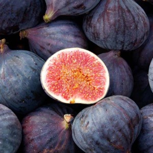 Саженец Инжира фиолетового ремонтантного Черного крымского