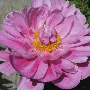 Саженец пиона Bev (Бев )