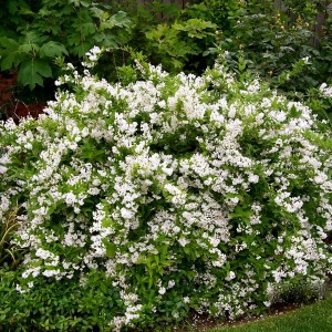 Сеянец Дейции изящной Никко